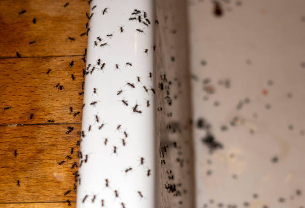 Best Pest Removal Services  in Ripley, WV