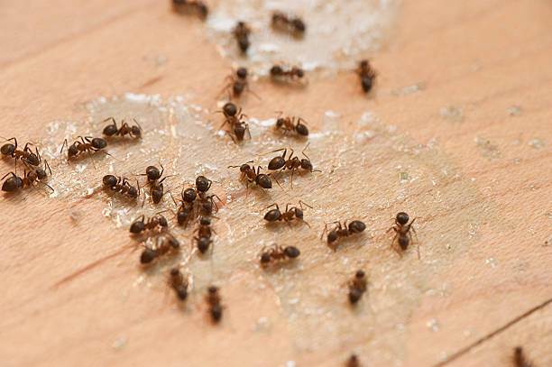 Best Local Pest Control Services  in Ripley, WV