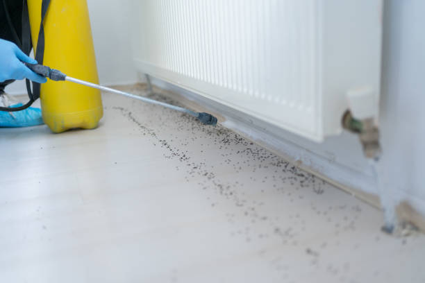 Best Best Pest Control Companies  in Ripley, WV